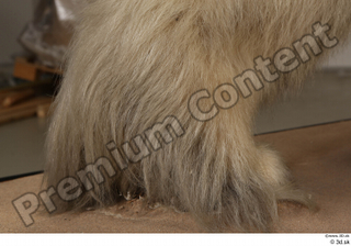 Polar bear foot 0018.jpg